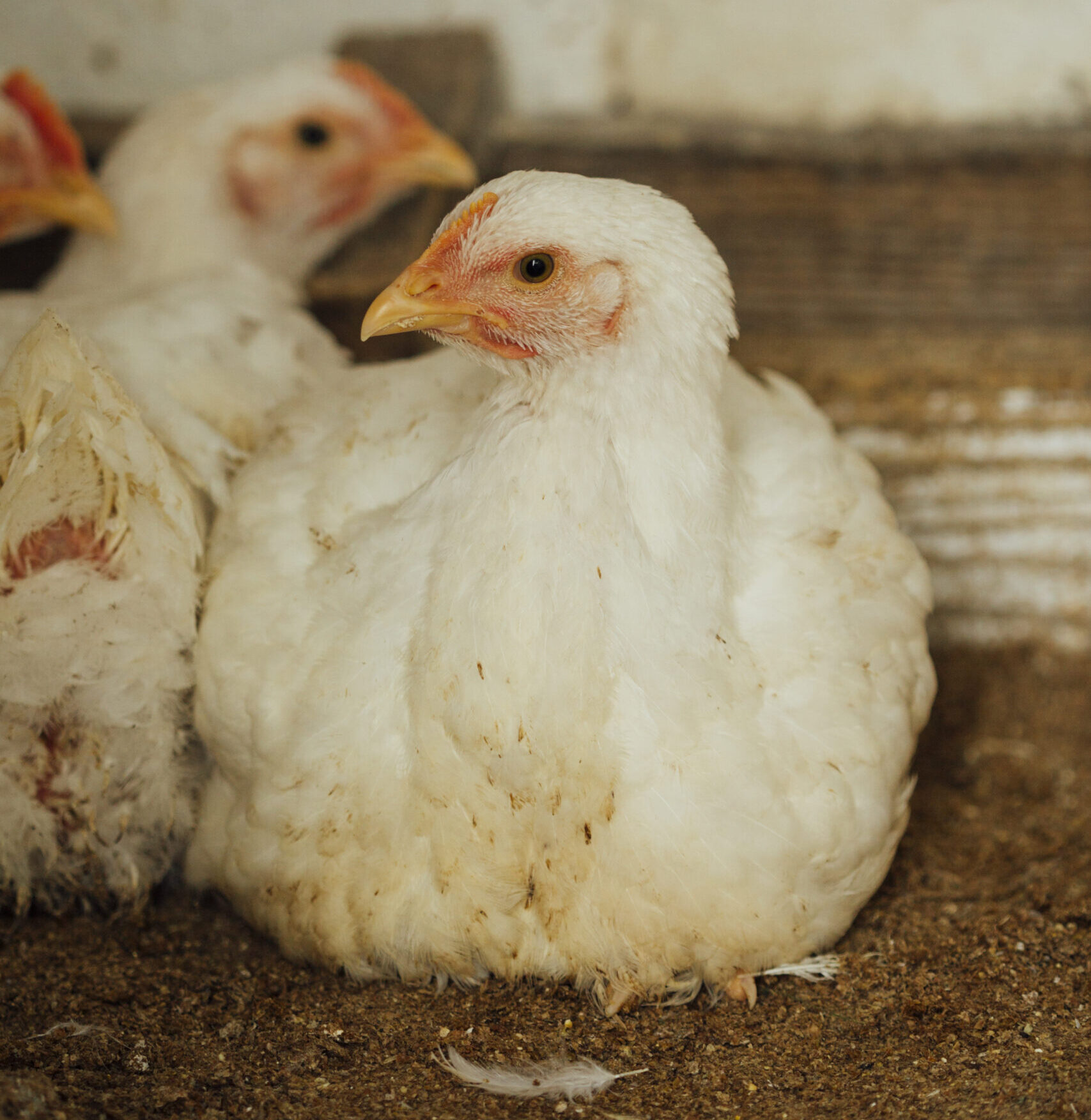 Broiler%20Chicken%20Supplier